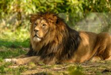 A majestic lion is lying in a sunlit grassy area, showcasing its regal mane and powerful presence.