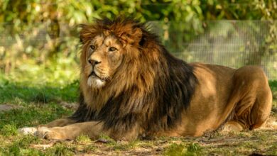 A majestic lion is lying in a sunlit grassy area, showcasing its regal mane and powerful presence.