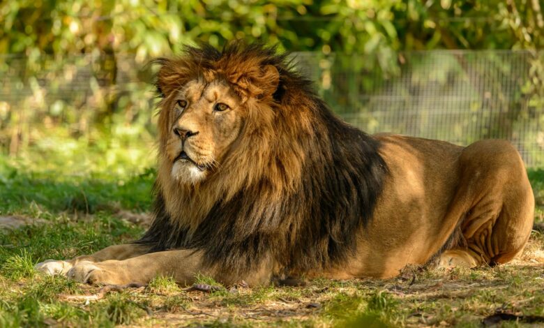 A majestic lion is lying in a sunlit grassy area, showcasing its regal mane and powerful presence.