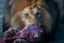 A powerful lion feasts on a large piece of meat, showcasing the raw beauty of nature's predator.
