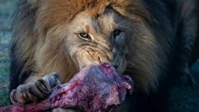 A powerful lion feasts on a large piece of meat, showcasing the raw beauty of nature's predator.