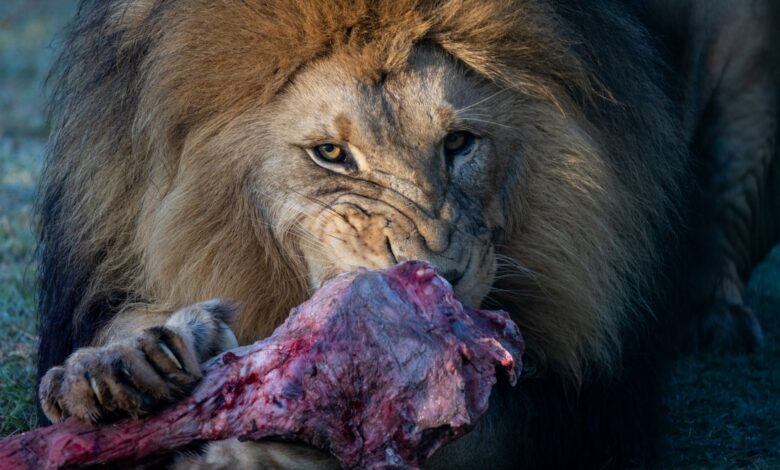 A powerful lion feasts on a large piece of meat, showcasing the raw beauty of nature's predator.