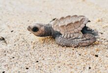 Close-up of a baby turtle on Colonia Juan N. Álvarez's sandy beach, Mexico.