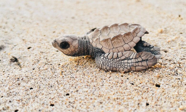 Close-up of a baby turtle on Colonia Juan N. Álvarez's sandy beach, Mexico.