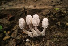 White puffball mushrooms with textured caps growing in earthy soil.