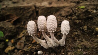 White puffball mushrooms with textured caps growing in earthy soil.
