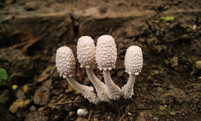 White puffball mushrooms with textured caps growing in earthy soil.