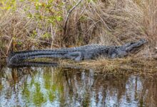 American alligator resting by a water's edge in Naples, Florida wetland habitat.