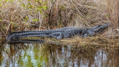 American alligator resting by a water's edge in Naples, Florida wetland habitat.