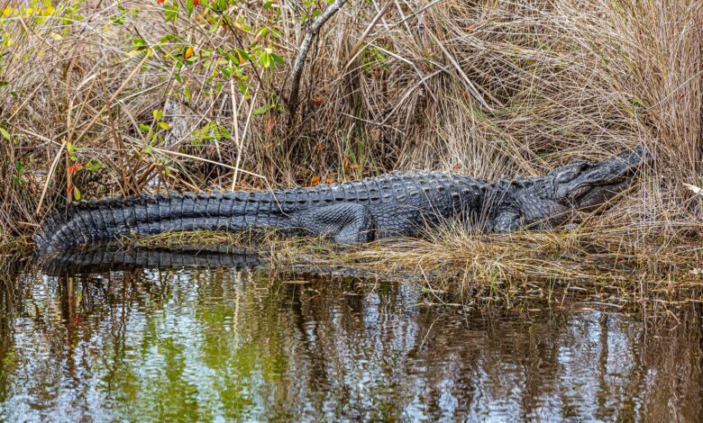American alligator resting by a water's edge in Naples, Florida wetland habitat.