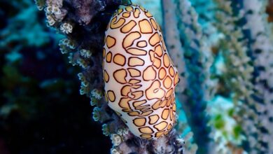 Flamingo tongue snail (Cyphoma gibbosum) resting on Cozumel coral reef.