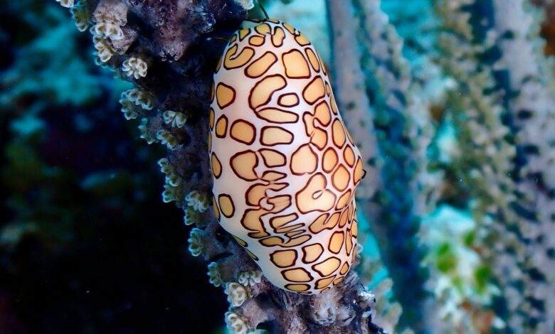 Flamingo tongue snail (Cyphoma gibbosum) resting on Cozumel coral reef.