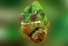 Detailed close-up of a colorful green chameleon with textured skin, showcasing its vibrant colors.