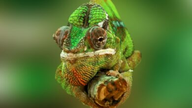 Detailed close-up of a colorful green chameleon with textured skin, showcasing its vibrant colors.