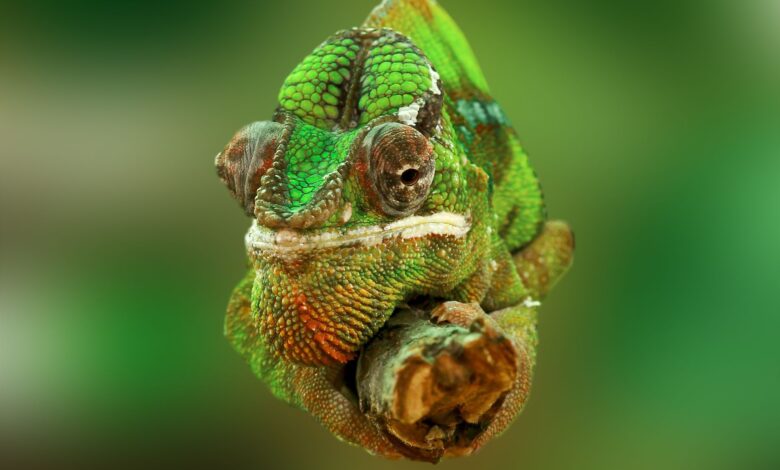 Detailed close-up of a colorful green chameleon with textured skin, showcasing its vibrant colors.