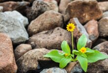A vibrant yellow flower blooming amidst rugged brown rocks, symbolizing resilience.