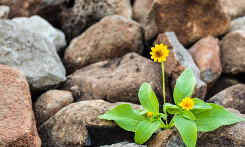 A vibrant yellow flower blooming amidst rugged brown rocks, symbolizing resilience.
