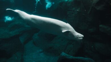 Close-up of a beluga whale swimming underwater in an aquarium showcasing aquatic life.