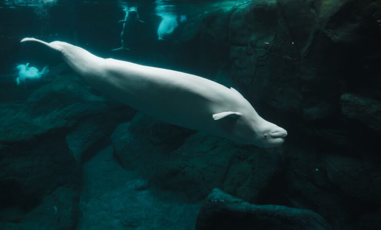 Close-up of a beluga whale swimming underwater in an aquarium showcasing aquatic life.
