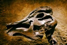 Detailed view of a prehistoric dinosaur skull fossil on a textured rock background.