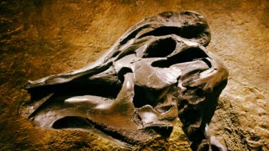 Detailed view of a prehistoric dinosaur skull fossil on a textured rock background.