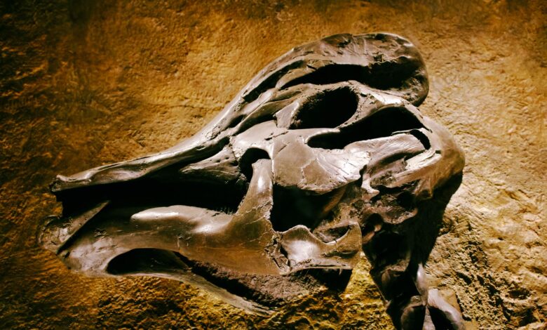 Detailed view of a prehistoric dinosaur skull fossil on a textured rock background.