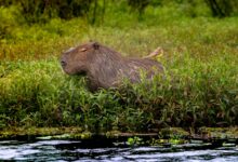Capybara resting in lush wetlands of Corrientes, Argentina, with a bird perched on its back.