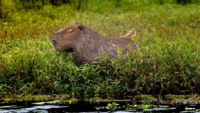 Capybara resting in lush wetlands of Corrientes, Argentina, with a bird perched on its back.
