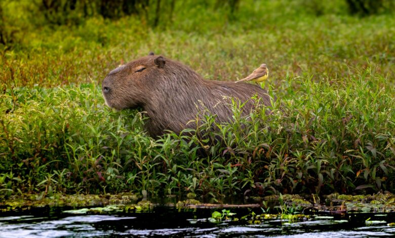 Capybara resting in lush wetlands of Corrientes, Argentina, with a bird perched on its back.