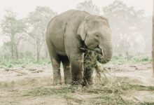 An Asian elephant chained and feeding on grass in a forest setting.