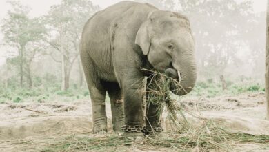 An Asian elephant chained and feeding on grass in a forest setting.