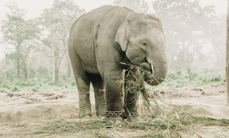 An Asian elephant chained and feeding on grass in a forest setting.
