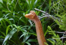 Brachiosaurus toy figurine nestled in vibrant greenery with a natural backdrop.