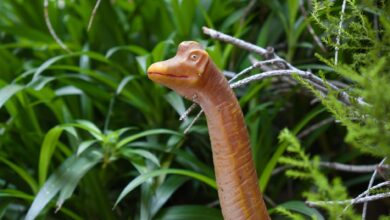 Brachiosaurus toy figurine nestled in vibrant greenery with a natural backdrop.