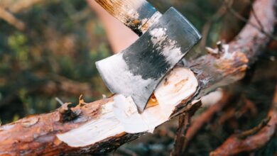 Close-up of an axe embedded in a tree branch, highlighting the concept of chopping wood.
