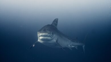 A stunning underwater capture of a great white shark swimming in the deep blue sea.