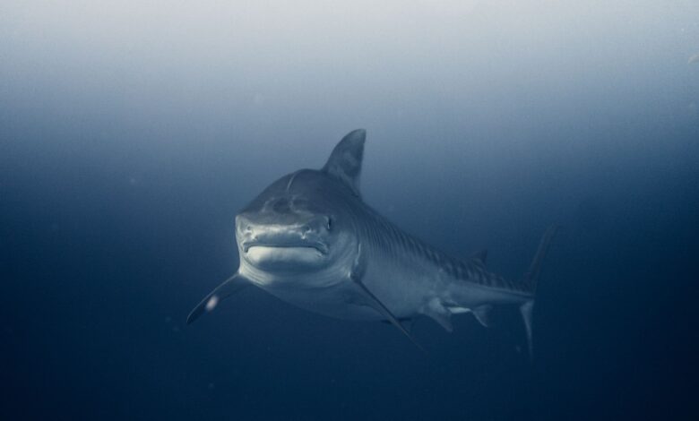 A stunning underwater capture of a great white shark swimming in the deep blue sea.