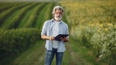 Mature farmer standing in a lush sunflower field using a tablet for agribusiness.