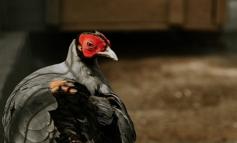 Detailed close-up of a red-faced pheasant in an outdoor farm setting, showcasing its intricate feather patterns.