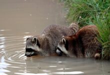 Close-up of two raccoons drinking water from a natural pond, showcasing wildlife behavior.