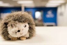 Close-up of a plush hedgehog toy on a white table with blurred office background.