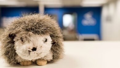 Close-up of a plush hedgehog toy on a white table with blurred office background.