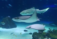 A captivating view of zebra shark and stingrays swimming gracefully in a large aquarium.