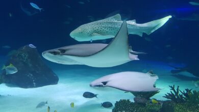 A captivating view of zebra shark and stingrays swimming gracefully in a large aquarium.