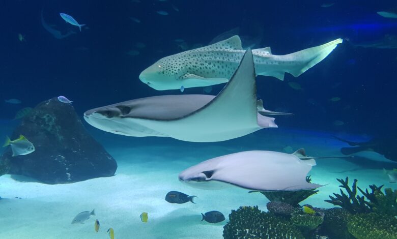 A captivating view of zebra shark and stingrays swimming gracefully in a large aquarium.