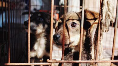 Two adorable puppies behind bars, seeking adoption in Ukraine.