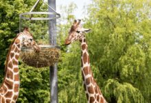 Two giraffes eating from a raised feeding basket surrounded by lush greenery outdoors.