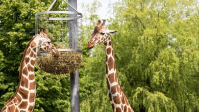 Two giraffes eating from a raised feeding basket surrounded by lush greenery outdoors.