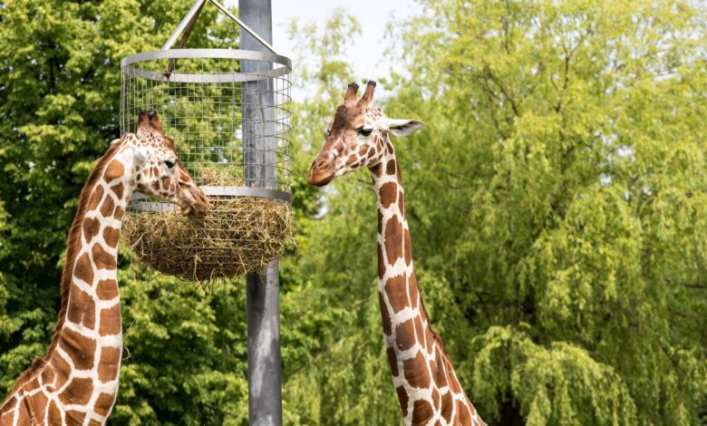 Two giraffes eating from a raised feeding basket surrounded by lush greenery outdoors.
