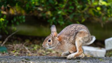 A brown rabbit caught mid-hop in a lush garden setting, showcasing nature's agility.